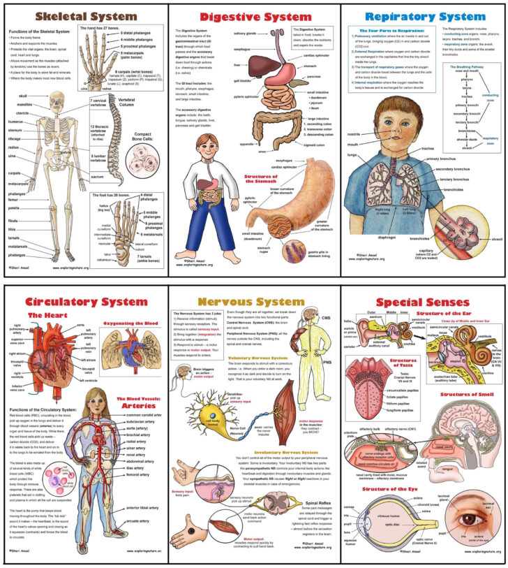 Body Systems Poster Set 6 Plus Worksheets Anatomy Worksheets