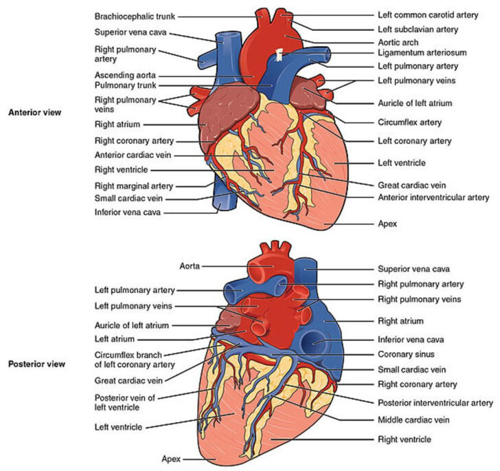 The Heart Of The Cardiac System Anatomy Worksheet 1 Printable Anatomy