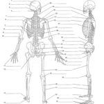 Unlabed Skull Inferior View Anatomy Practice Worksheets Human