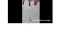 03 the integument structure and function Worksheet docx Real Anatomy