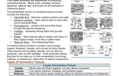 04b Connective Tissue