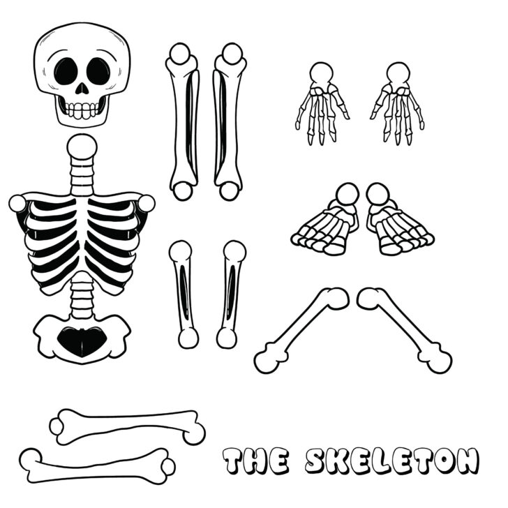 10 Best Large Printable Skeleton Template Printablee Anatomy Worksheets