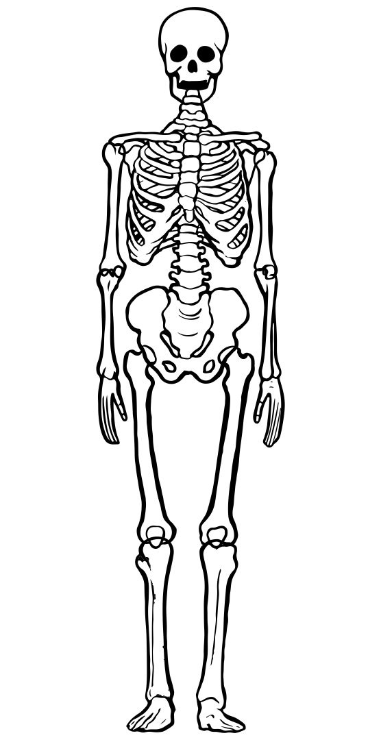 Printable Picture Of Skeleton Bones | Anatomy Worksheets