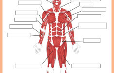 10 Best Printable Worksheets Muscle Anatomy Printablee