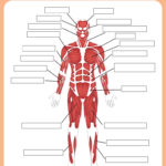 10 Best Printable Worksheets Muscle Anatomy Printablee