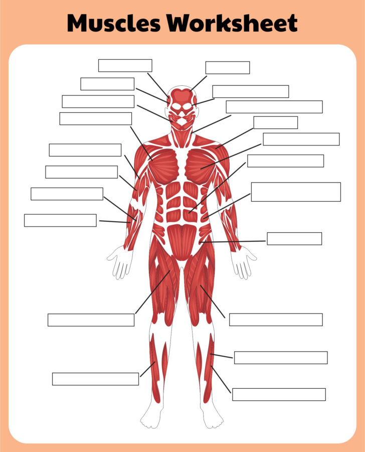 Muscle Worksheet Anatomy