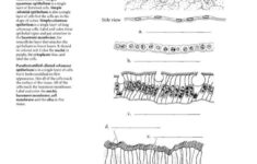 13 Cells And Tissues Worksheets Reginalddiepenhorst