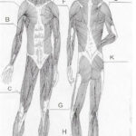 20 Blank Muscle Diagram Worksheet Worksheet From Home Muscle