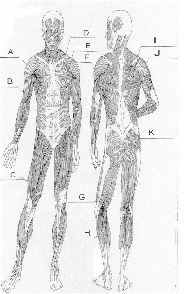 20 Blank Muscle Diagram Worksheet Worksheet From Home Muscle 