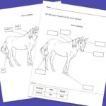 20 Printable Horse Anatomy Worksheets Worksheet From Home