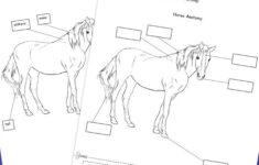 20 Printable Horse Anatomy Worksheets Worksheet From Home