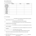 21 Anatomy And Physiology Blood Vessels Worksheet Answers Background