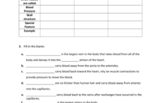 21 Anatomy And Physiology Blood Vessels Worksheet Answers Background