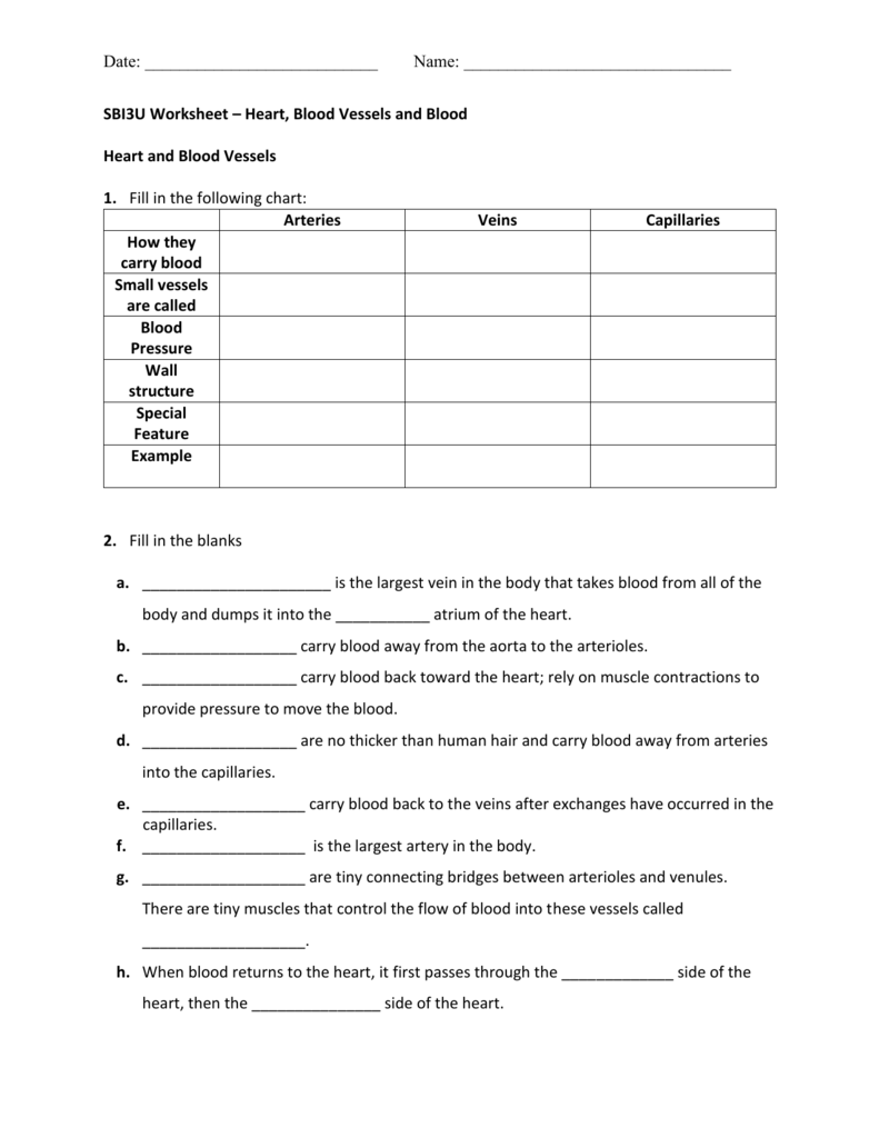 21 Anatomy And Physiology Blood Vessels Worksheet Answers Background 