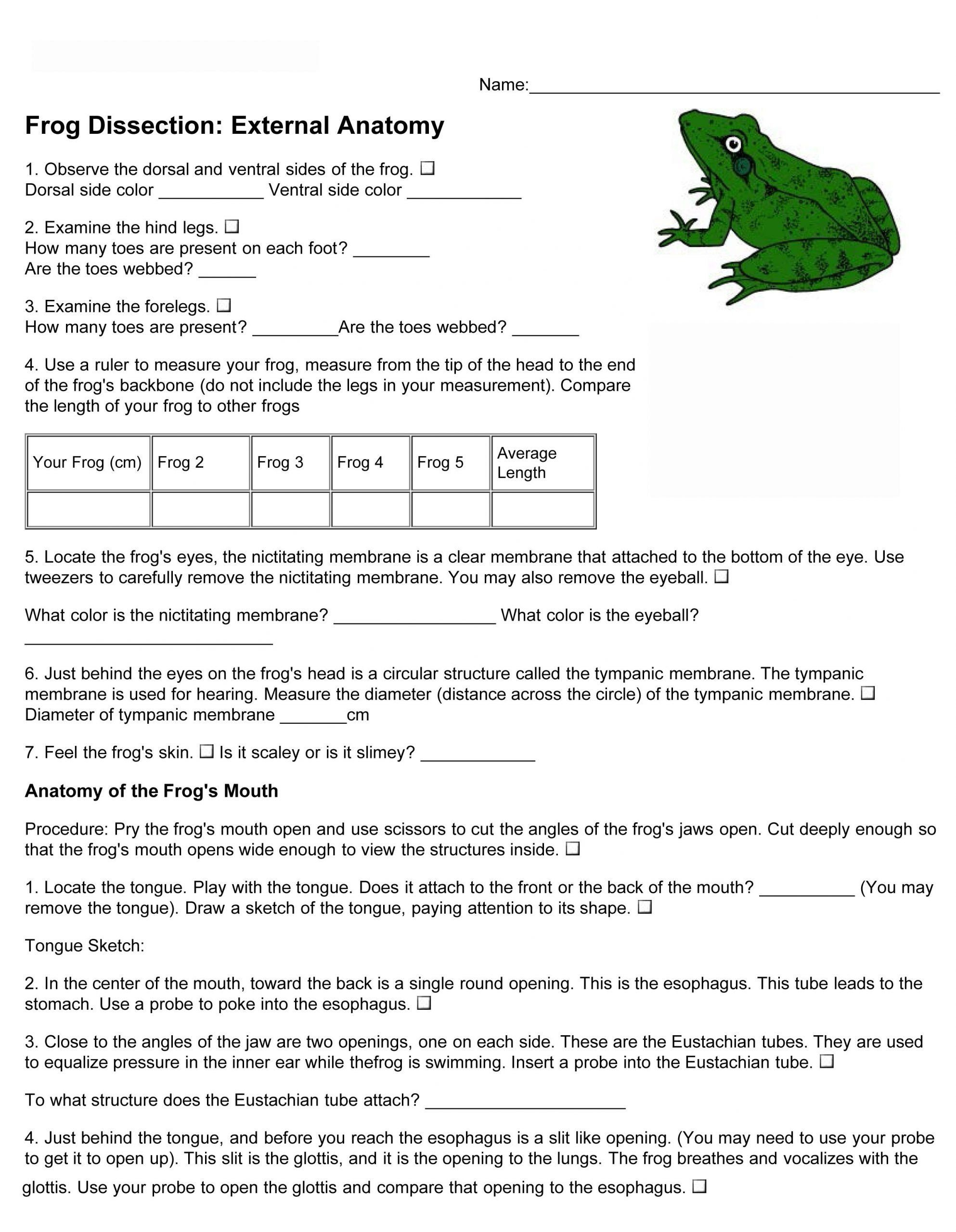 26 Frog Dissection Worksheet Answer Worksheet Information