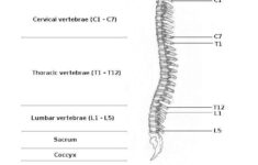 29 Best Anatomy And Physiology Images On Pinterest Physiology