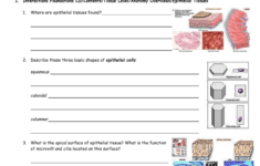 29 Types Of Tissues Worksheet Worksheet Project List
