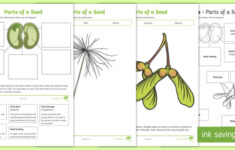 3 Parts Of A Seed And Their Functions Worksheets