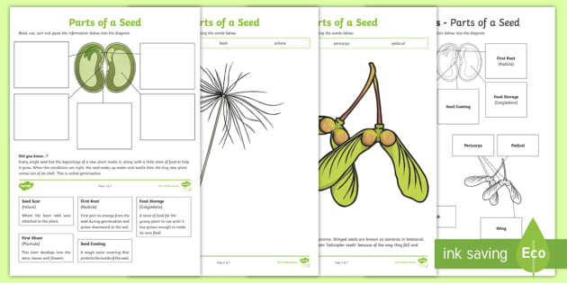 3 Parts Of A Seed And Their Functions Worksheets