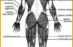 3 The Language Of Anatomy Worksheet FabTemplatez