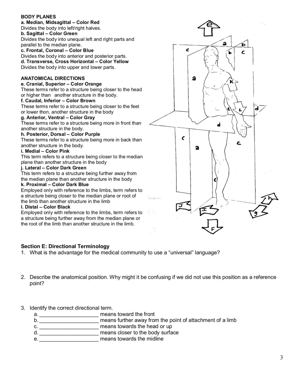 30 Anatomical Terms Worksheet Answers Education Template Anatomy