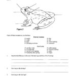 30 Frog Dissection Worksheet Answer Key Education Template