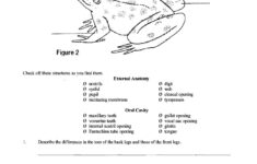 30 Frog Dissection Worksheet Answer Key Education Template