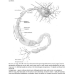 30 Neuron Label Worksheet Labels For Your Ideas