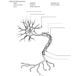 30 Neuron Label Worksheet Labels For Your Ideas