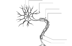30 Neuron Label Worksheet Labels For Your Ideas