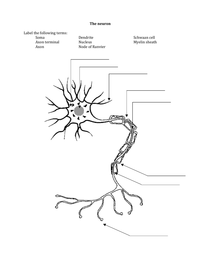 Neuron Anatomy Worksheet | Anatomy Worksheets