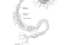 30 Neuron Label Worksheet Labels For Your Ideas