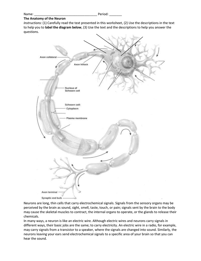 Anatomy Of A Neuron Worksheet Answers Anatomy Worksheets
