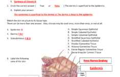 30 Skin Diagram To Label Label Design Ideas 2020