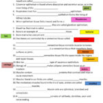 30 Types Of Tissues Worksheet Worksheet Information