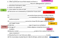 30 Types Of Tissues Worksheet Worksheet Information