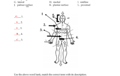 31 Body Planes And Anatomical Directions Worksheet Answers Worksheet