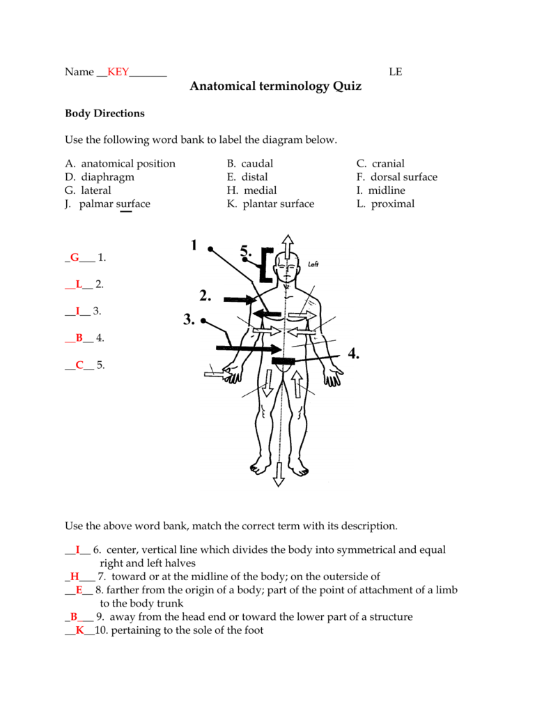 31 Body Planes And Anatomical Directions Worksheet Answers Worksheet 