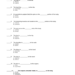 31 Directional Terms Worksheet Anatomy Physiology Answers Worksheet