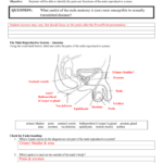 32 Label The Male Reproductive System Worksheet Labels For Your Ideas