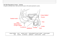 32 Label The Male Reproductive System Worksheet Labels For Your Ideas