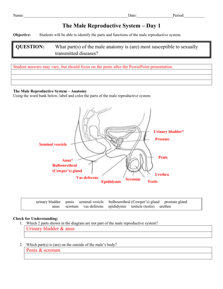Anatomy Of The Male Reproductive System Worksheet Answers