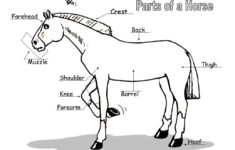32 Parts Of The Horse Worksheet Worksheet Project List
