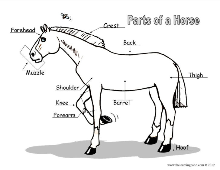 32 Parts Of The Horse Worksheet Worksheet Project List Anatomy Worksheets