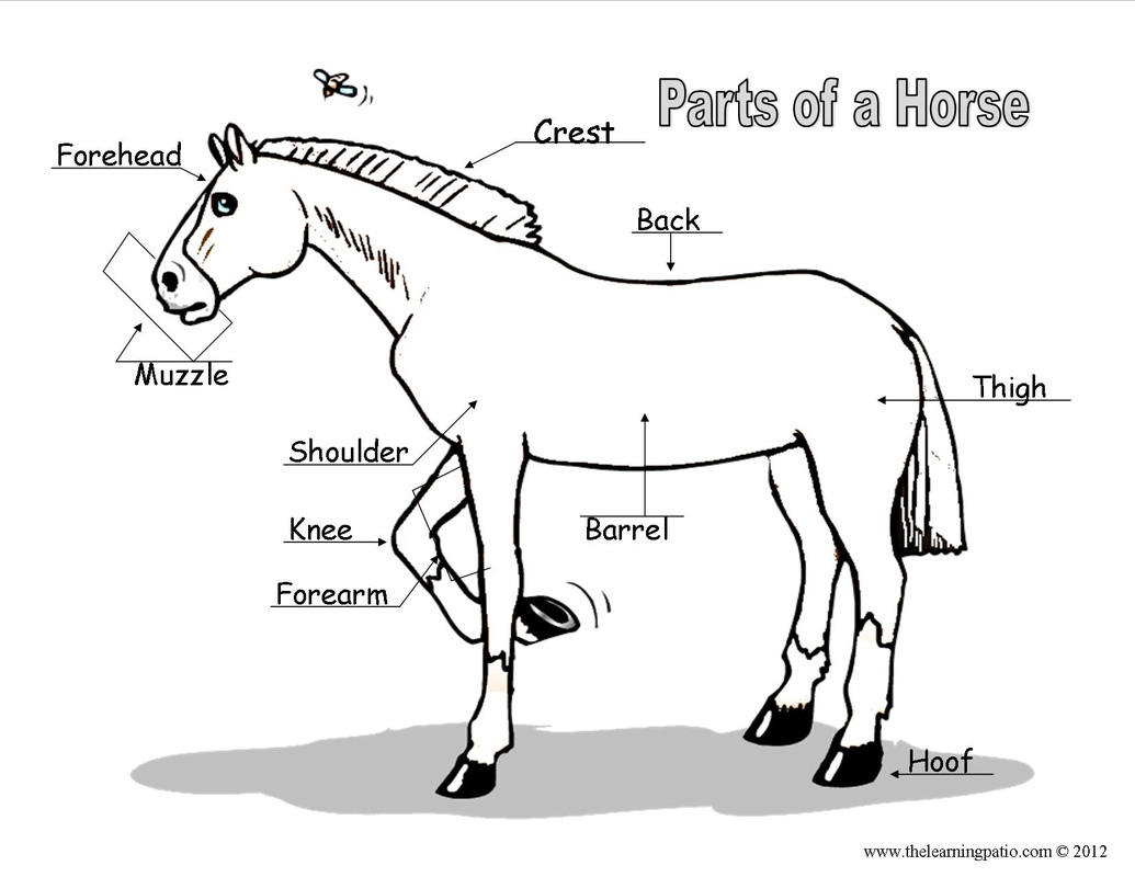 32 Parts Of The Horse Worksheet Worksheet Project List