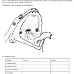 33 Frog Dissection Worksheet Answer Notutahituq Worksheet Information