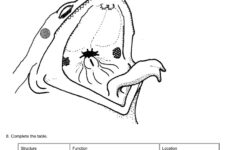 33 Frog Dissection Worksheet Answer Notutahituq Worksheet Information