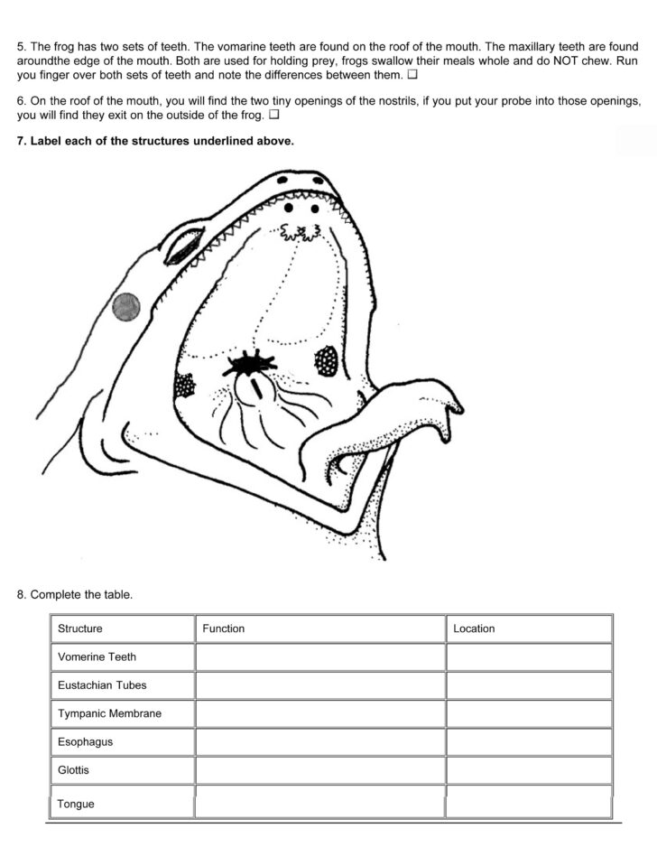 Frog External Anatomy Worksheet Answers