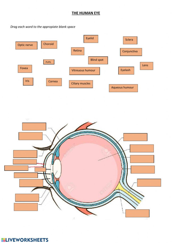 33 Label Parts Of The Eye Worksheet Labels 2021 | Anatomy Worksheets