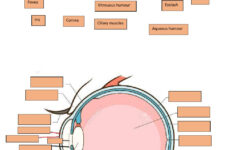 33 Label Parts Of The Eye Worksheet Labels 2021
